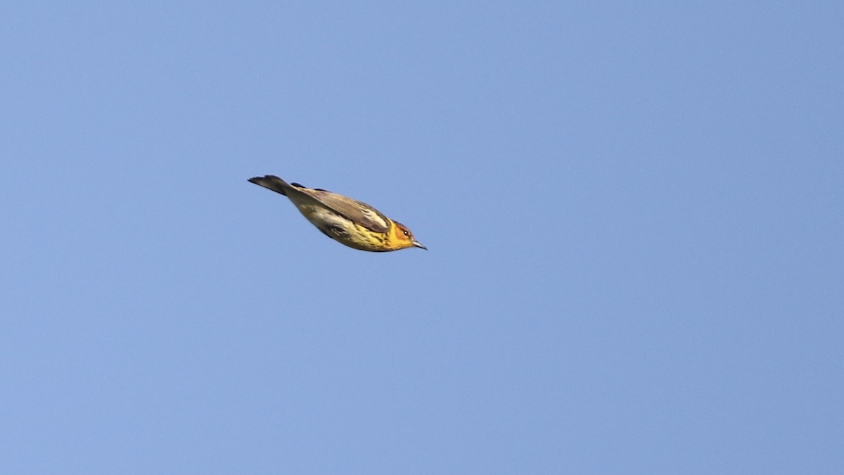 Cape May Warbler - ML618513775