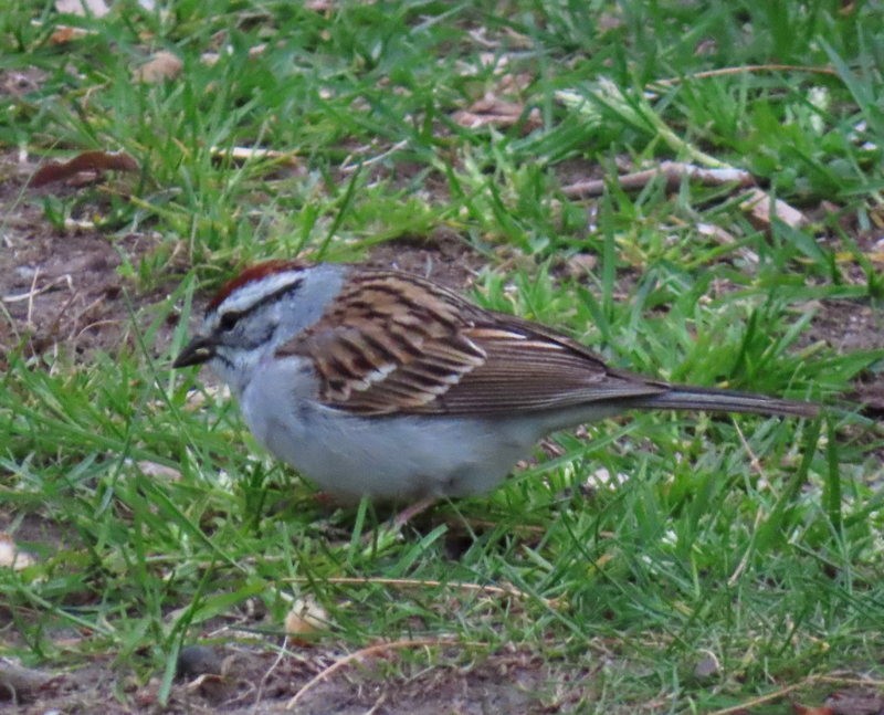 Chipping Sparrow - Cos .