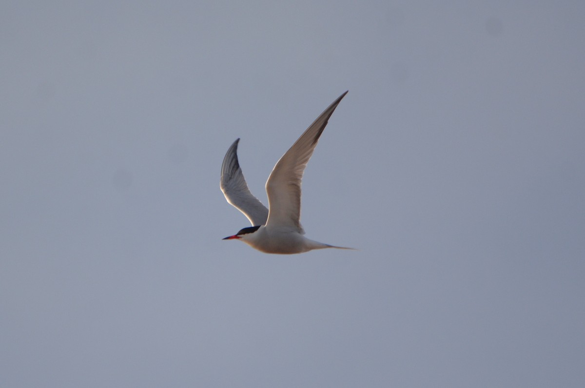 Common Tern - ML618513779