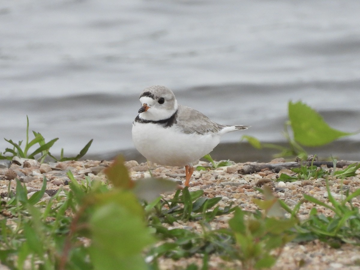 Piping Plover - ML618513804