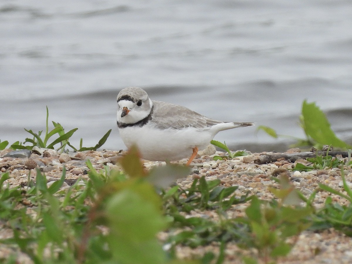 Piping Plover - ML618513805