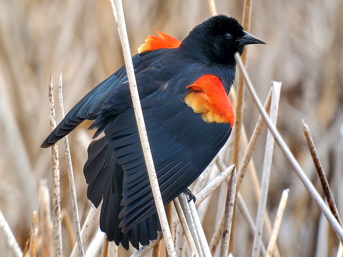 Red-winged Blackbird - ML618513807