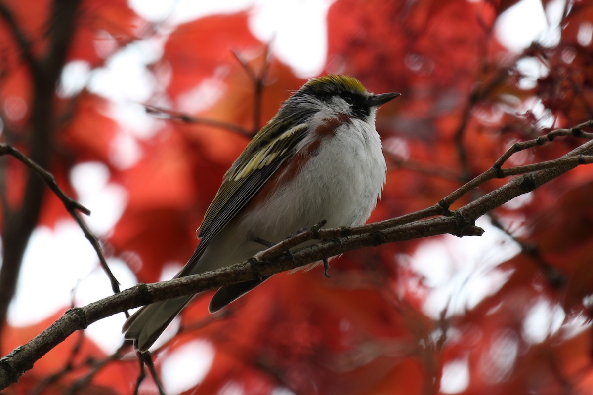 Chestnut-sided Warbler - Barry Fasciano