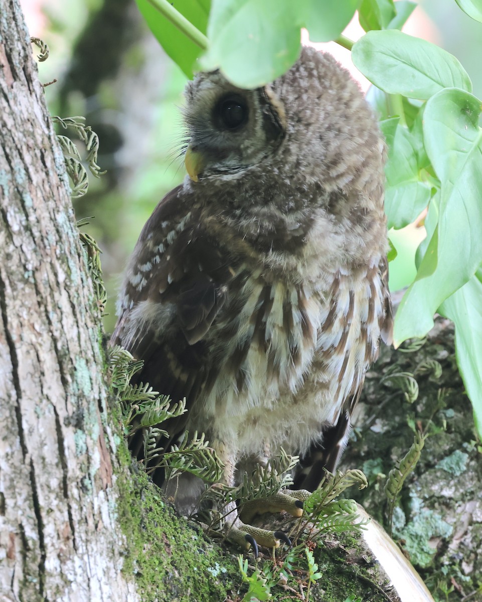 Barred Owl - ML618513828
