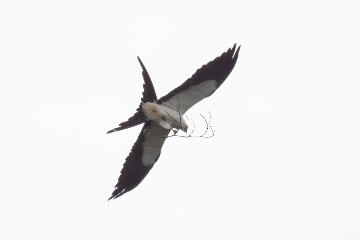 Swallow-tailed Kite - ML618513836