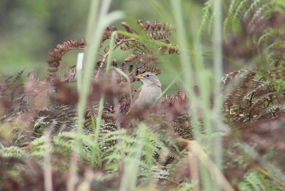 Wedge-tailed Grass-Finch - Julio César Loyo