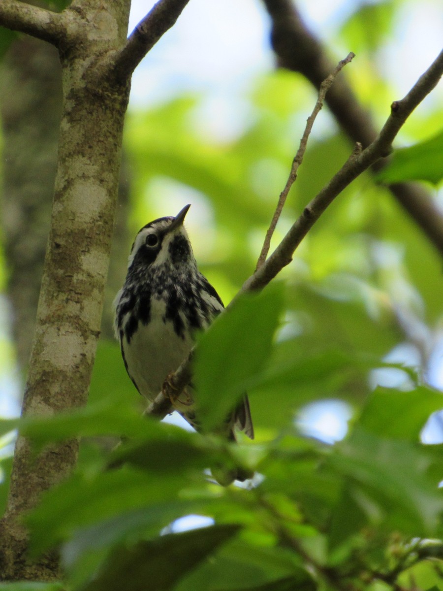 Black-and-white Warbler - ML618513857
