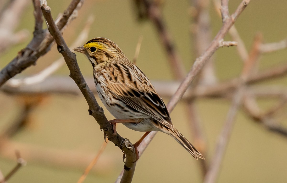 Savannah Sparrow - ML618513881