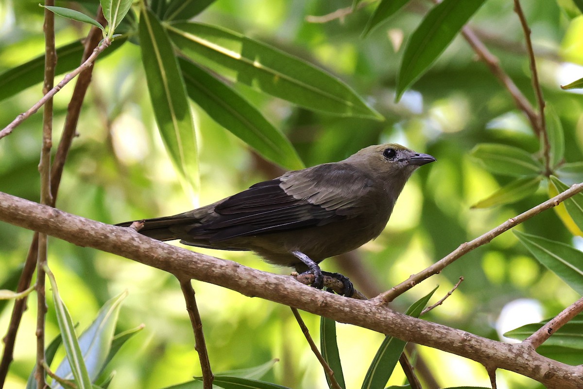 Palm Tanager - ML618513884