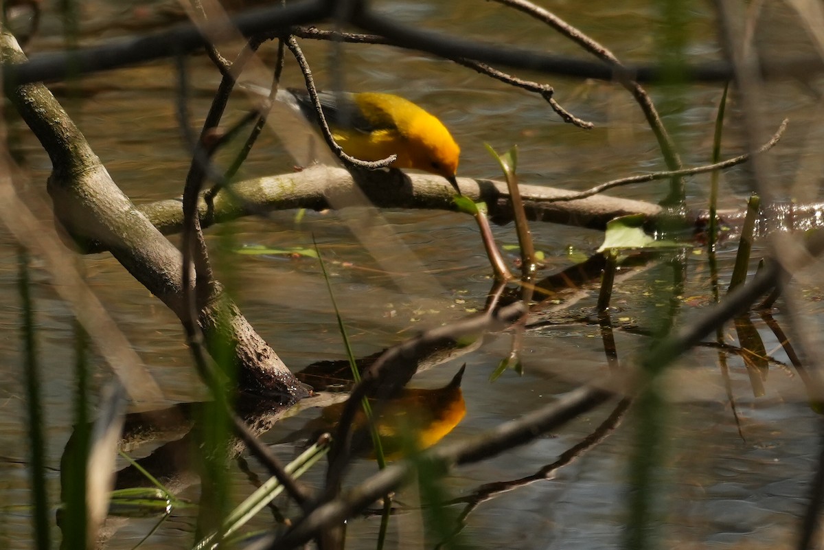 Prothonotary Warbler - ML618513890