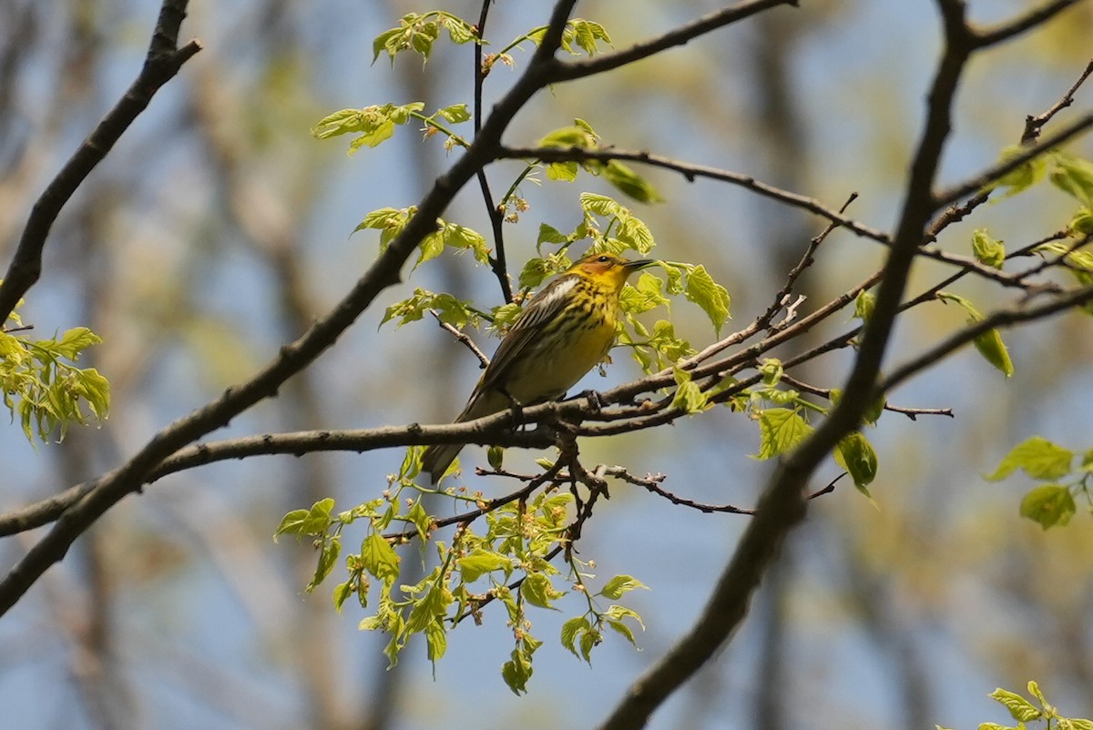 Cape May Warbler - ML618513909