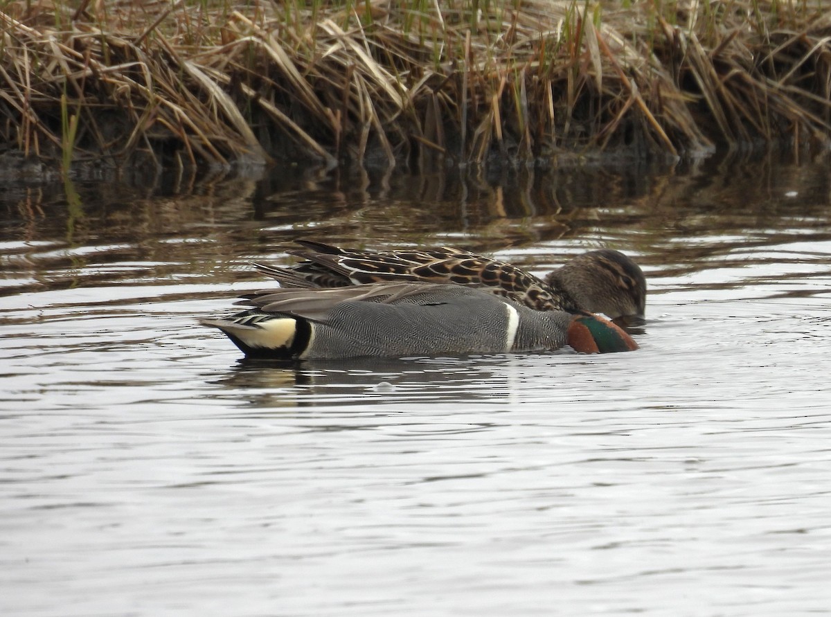 Green-winged Teal - ML618513912