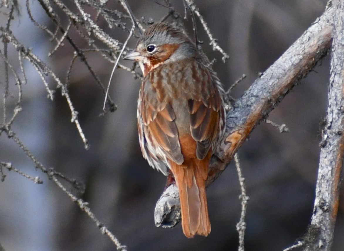 Fox Sparrow (Red) - ML618513913