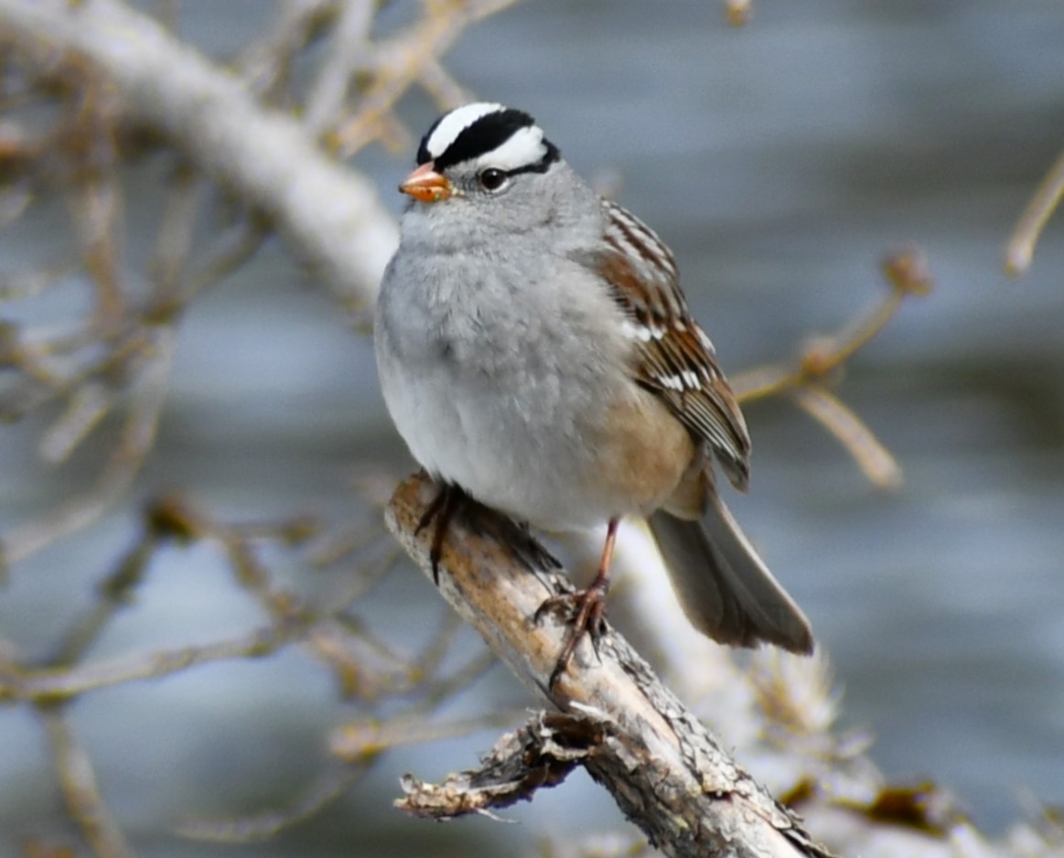 White-crowned Sparrow (Gambel's) - Kim  Selbee