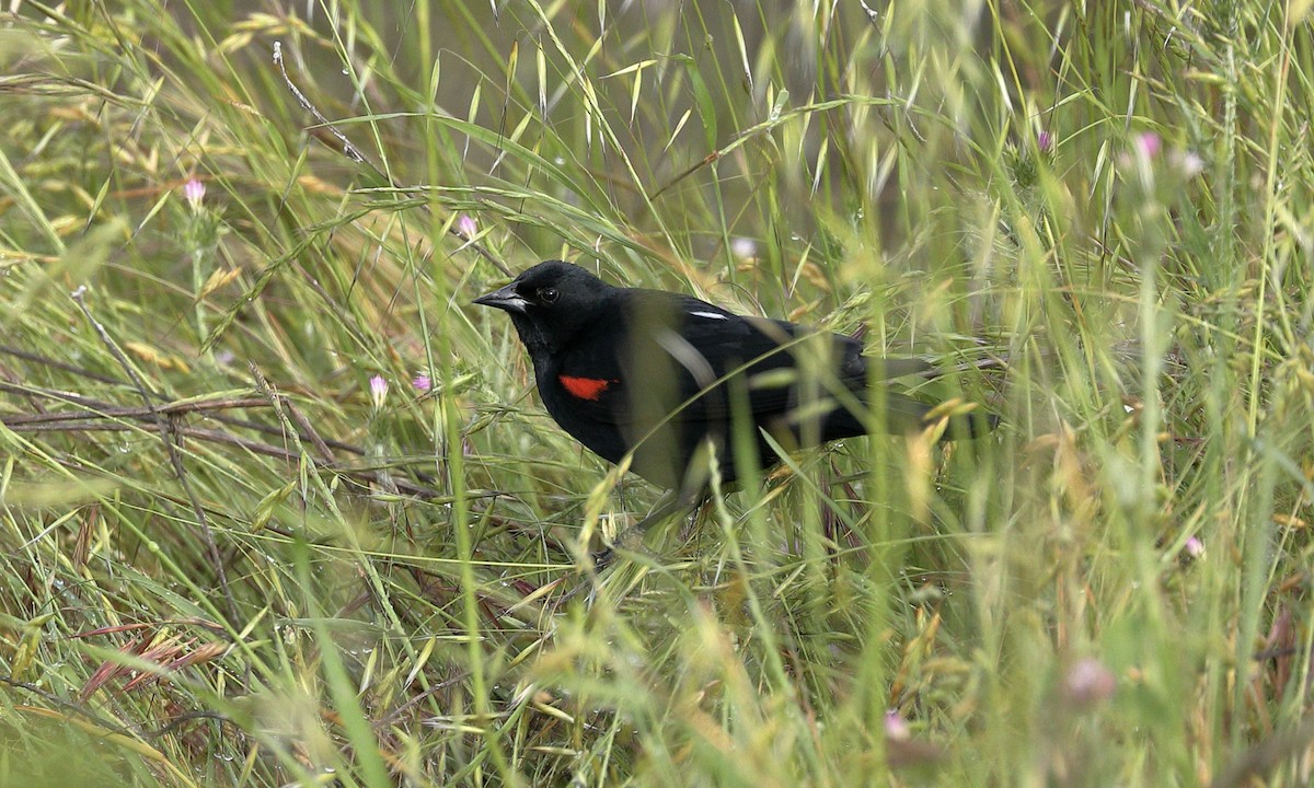 Red-winged Blackbird - ML618513939