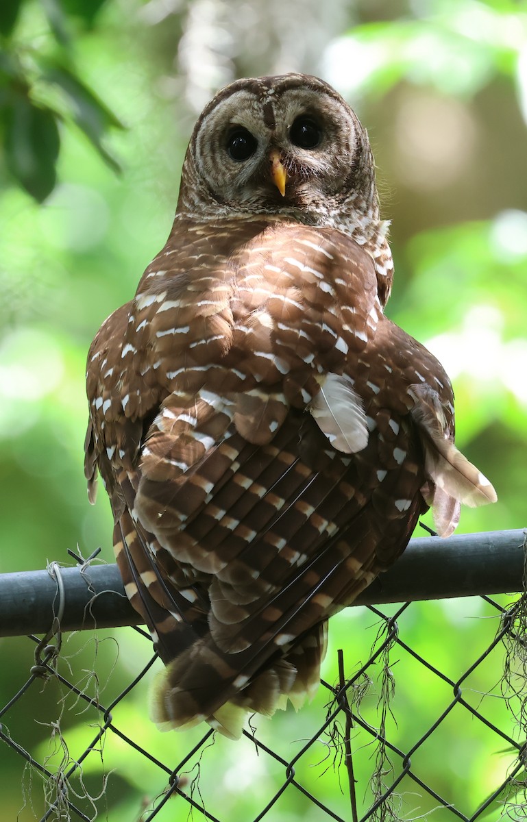 Barred Owl - ML618513979