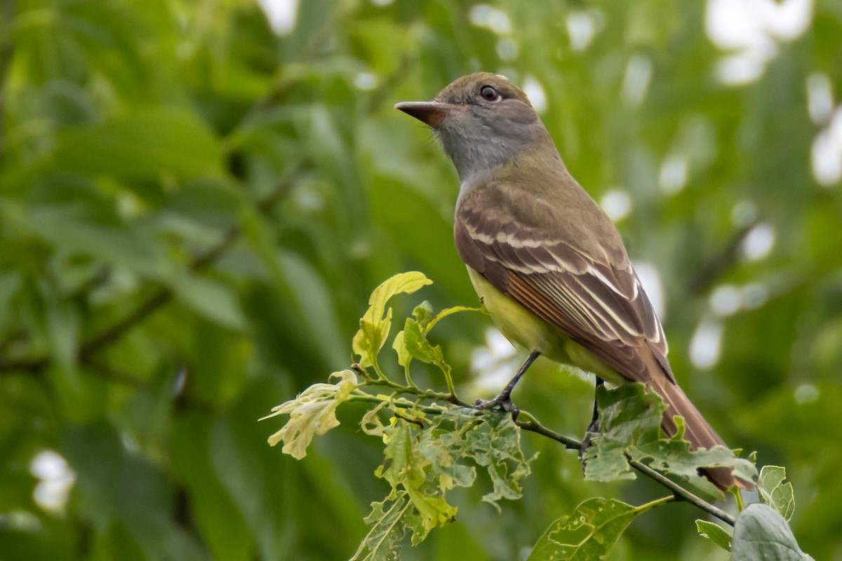 Great Crested Flycatcher - ML618514000