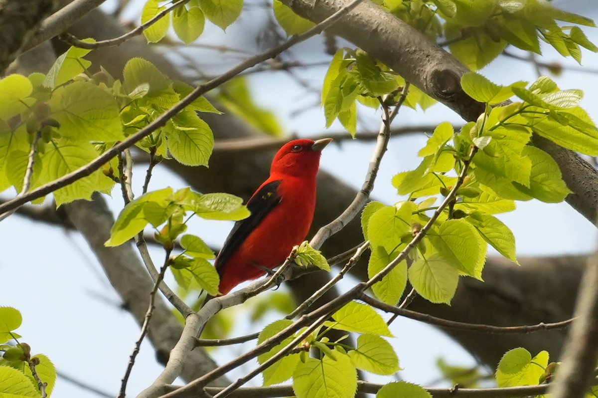 Scarlet Tanager - ML618514005
