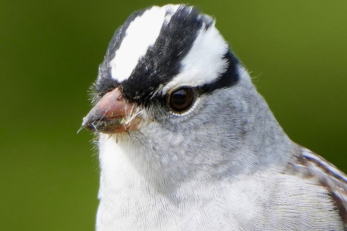 White-crowned Sparrow - ML618514046