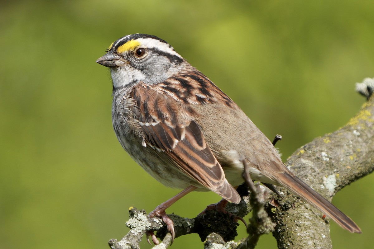 White-throated Sparrow - ML618514050