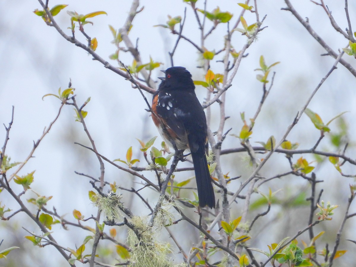 Spotted Towhee - ML618514051