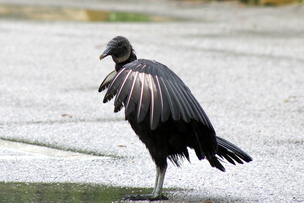 Black Vulture - ML618514052