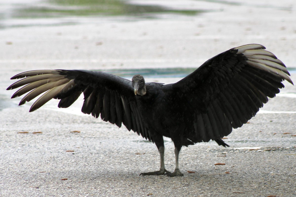 Black Vulture - ML618514053