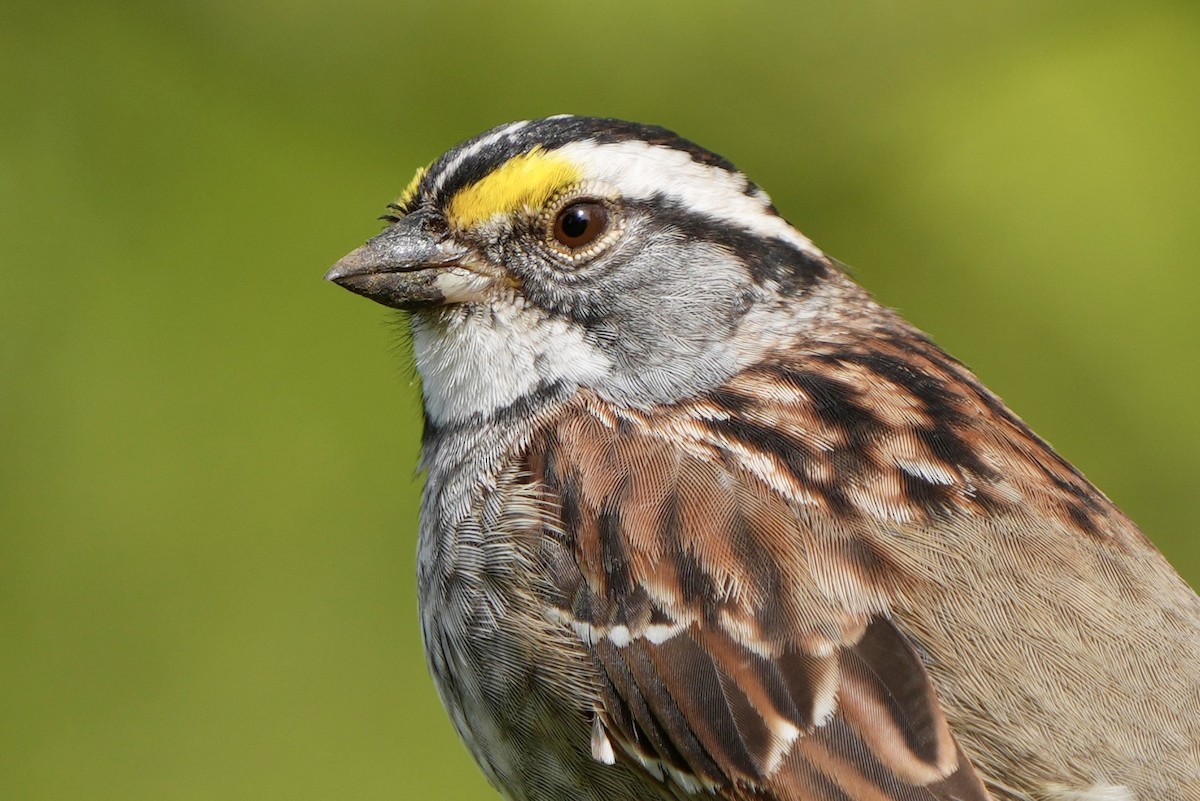 White-throated Sparrow - ML618514057