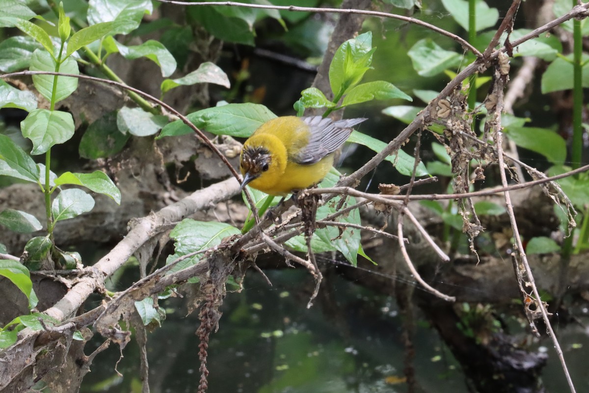 Prothonotary Warbler - ML618514066