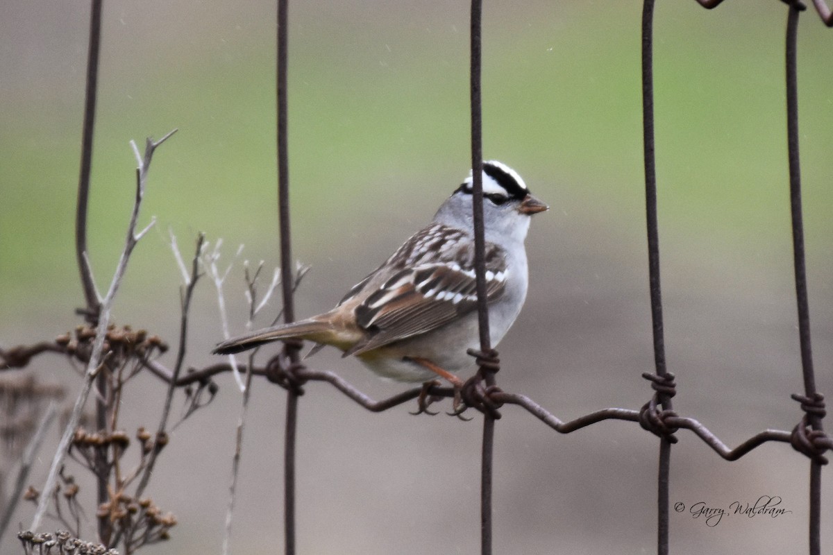 White-crowned Sparrow - ML618514080