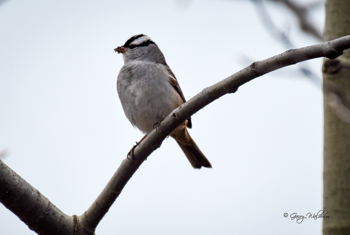 White-crowned Sparrow - ML618514081