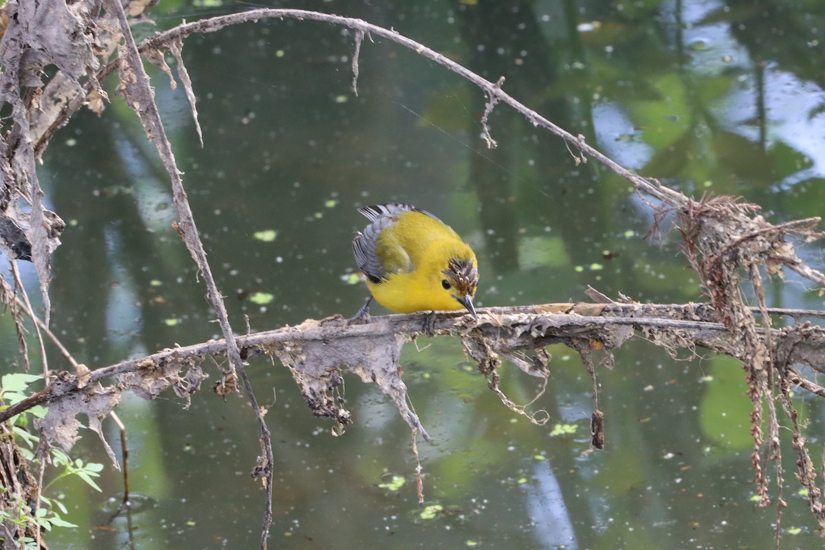 Prothonotary Warbler - ML618514083