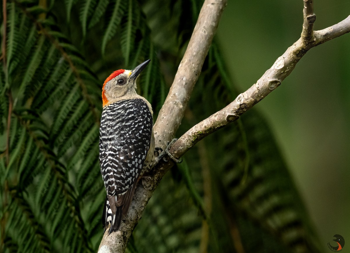 Red-crowned Woodpecker - ML618514100