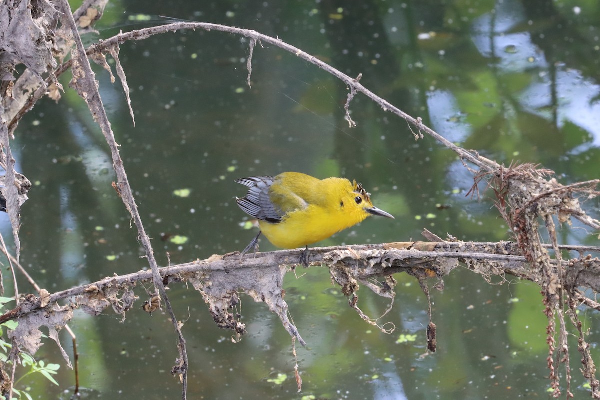 Prothonotary Warbler - ML618514102