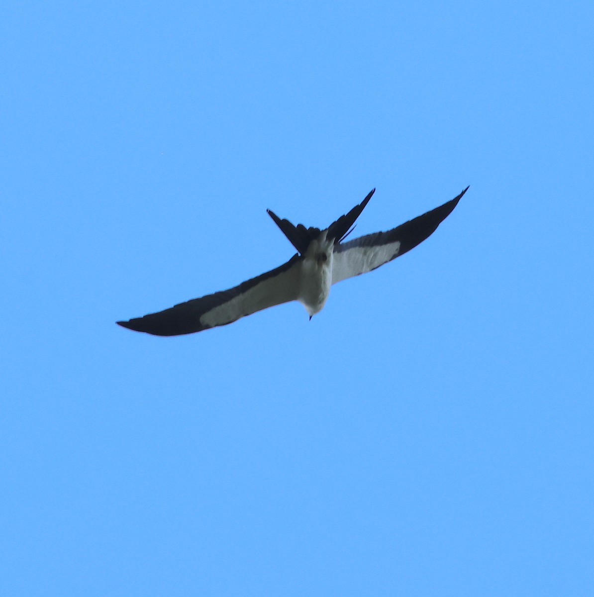 Swallow-tailed Kite - ML618514117