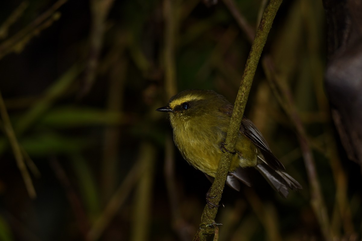 Yellow-bellied Chat-Tyrant - ML618514121