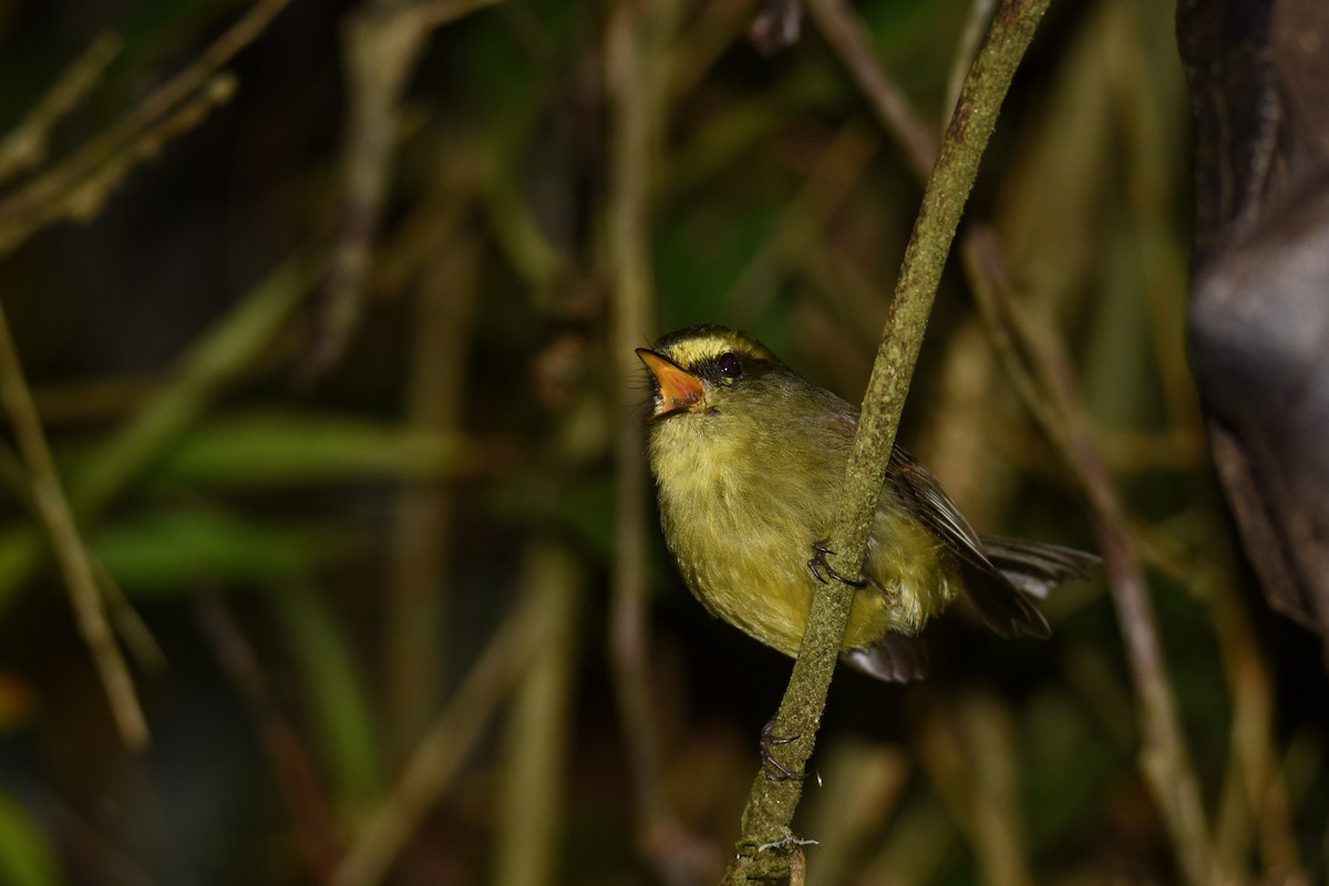Yellow-bellied Chat-Tyrant - ML618514122