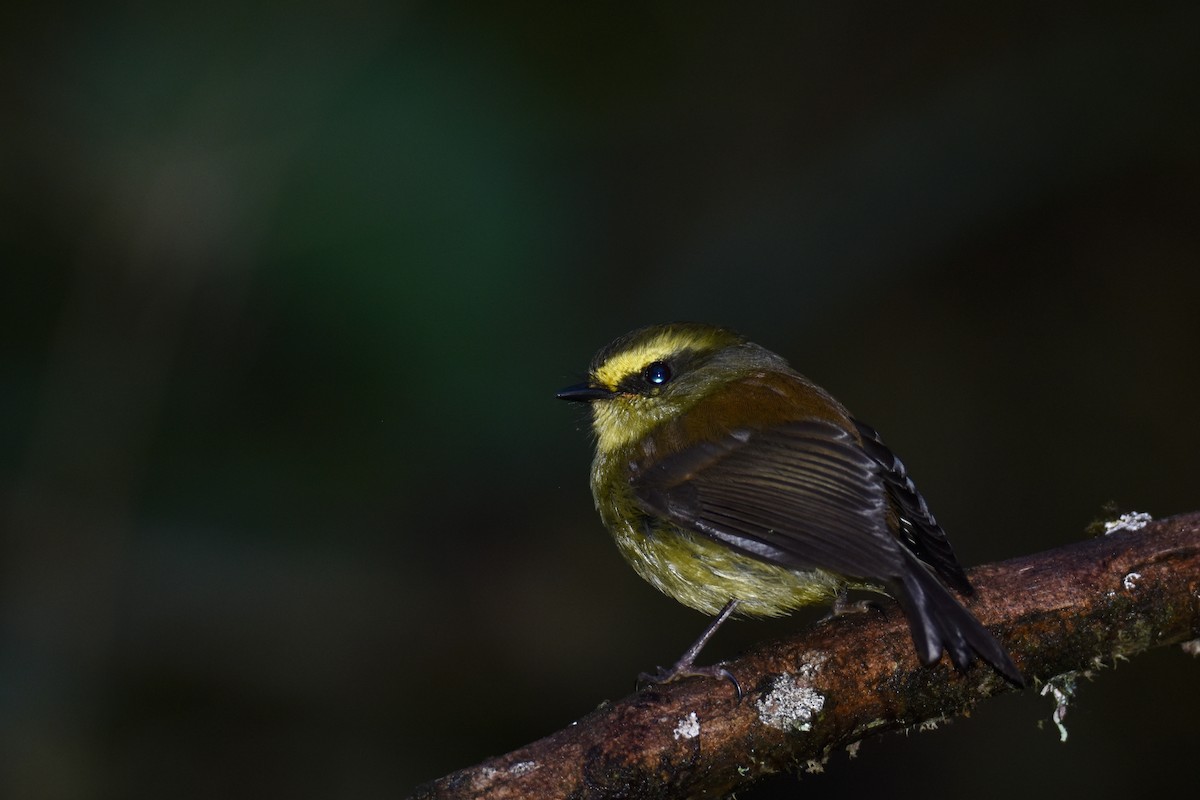 Yellow-bellied Chat-Tyrant - ML618514123