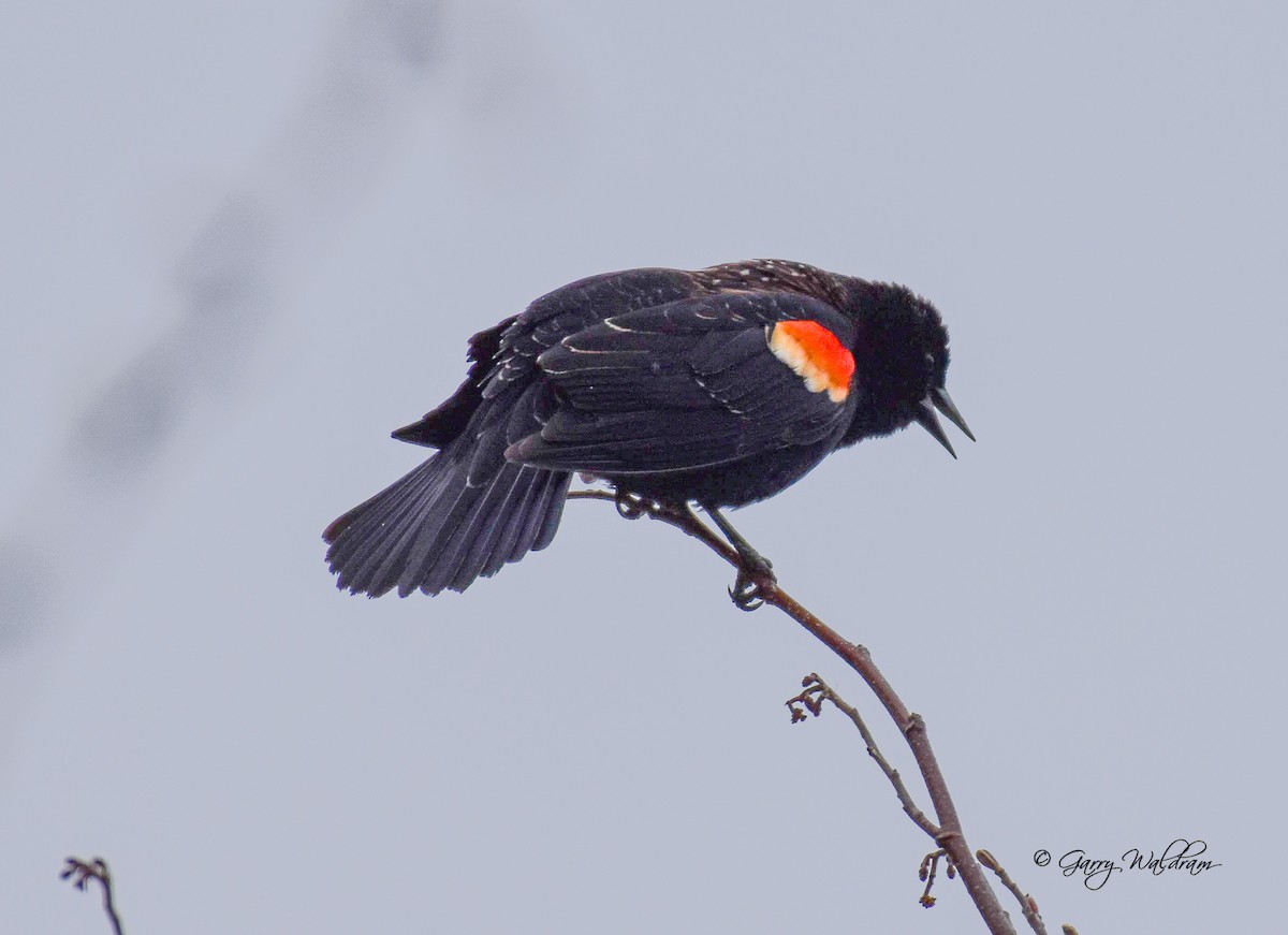 Red-winged Blackbird - ML618514128