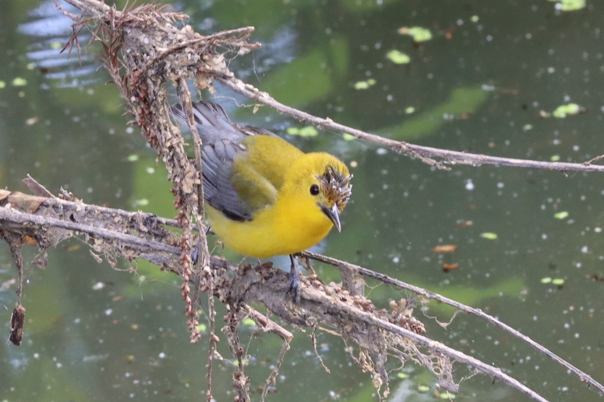 Prothonotary Warbler - ML618514133