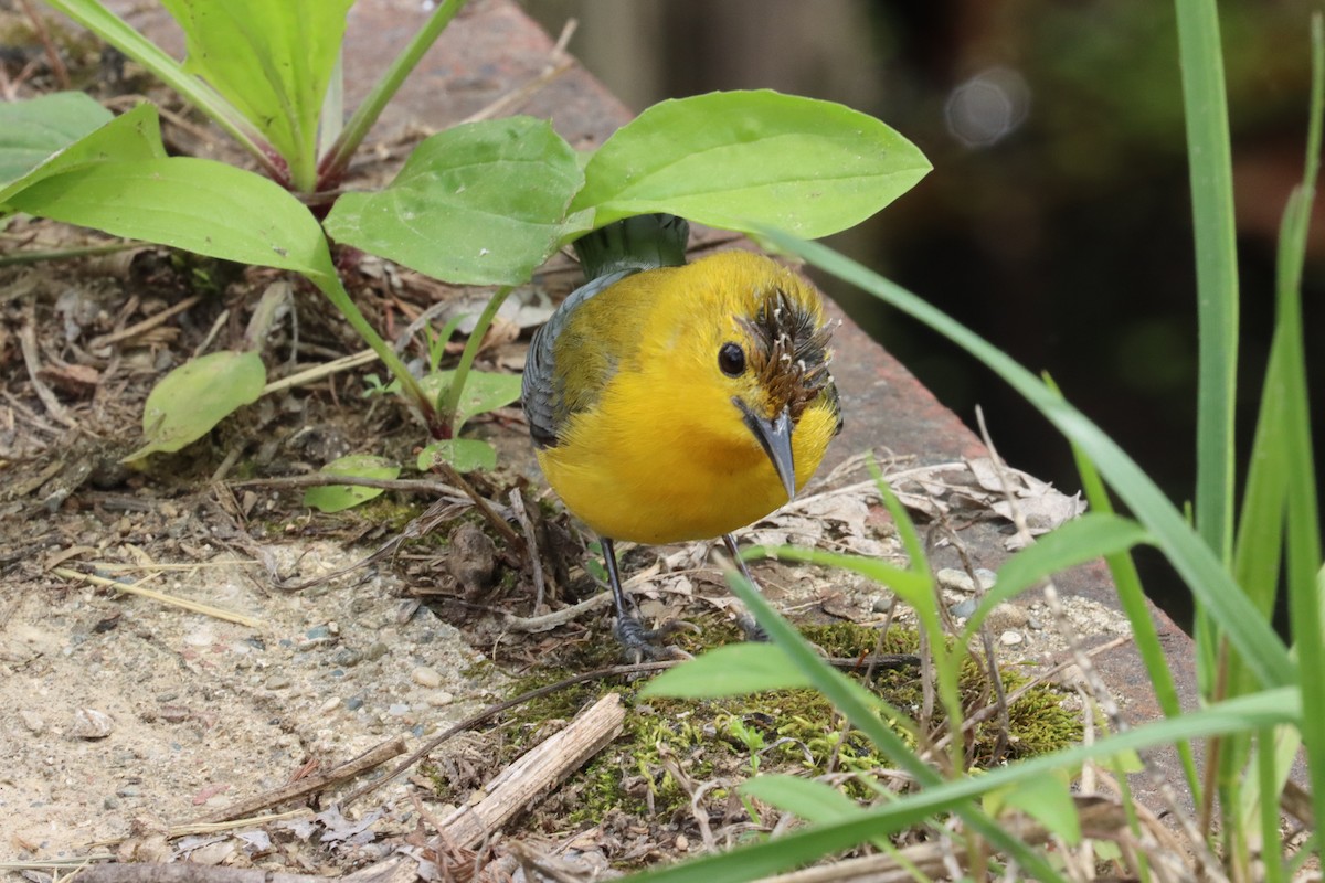 Prothonotary Warbler - Gary Bowman
