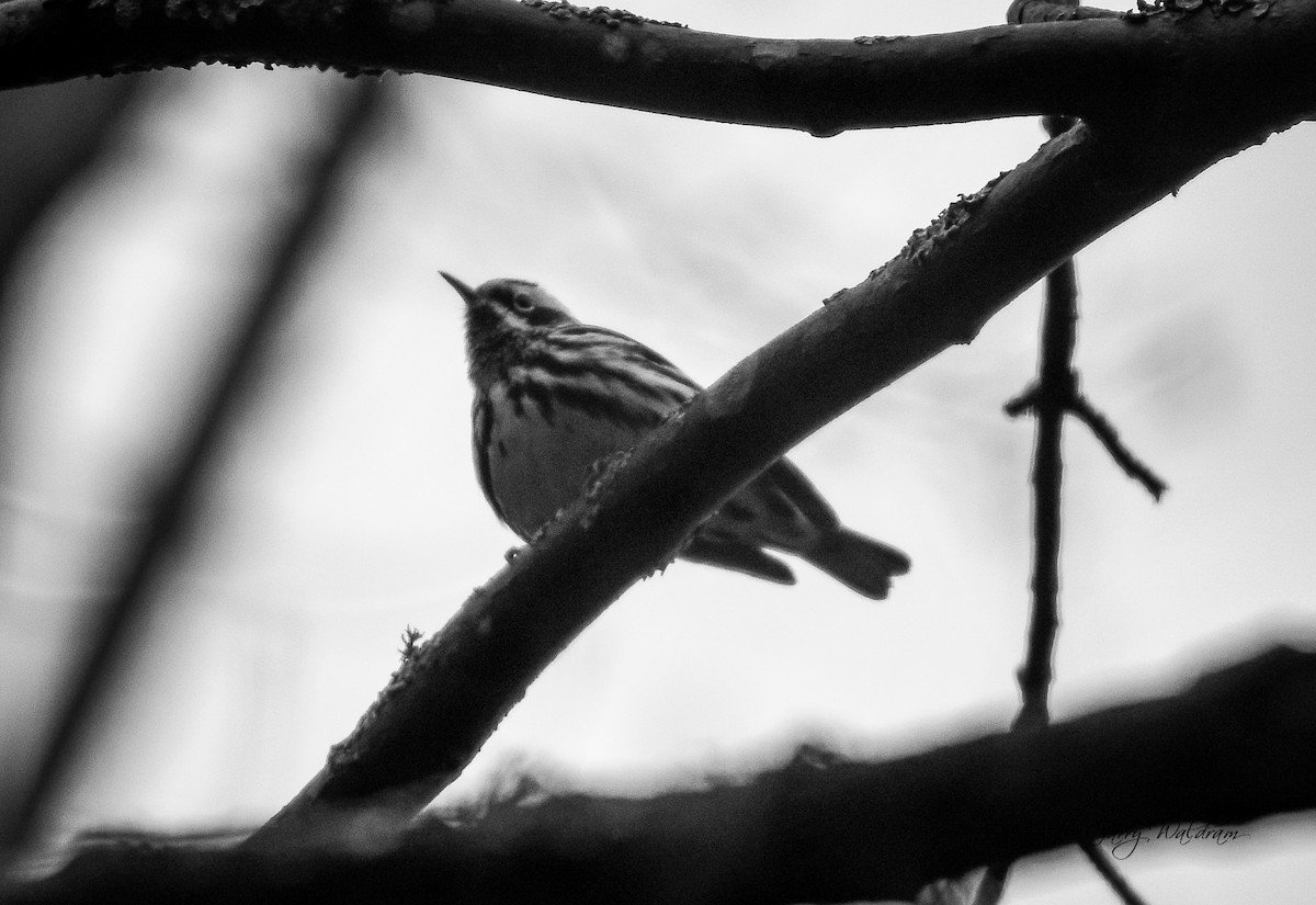 Black-and-white Warbler - ML618514161