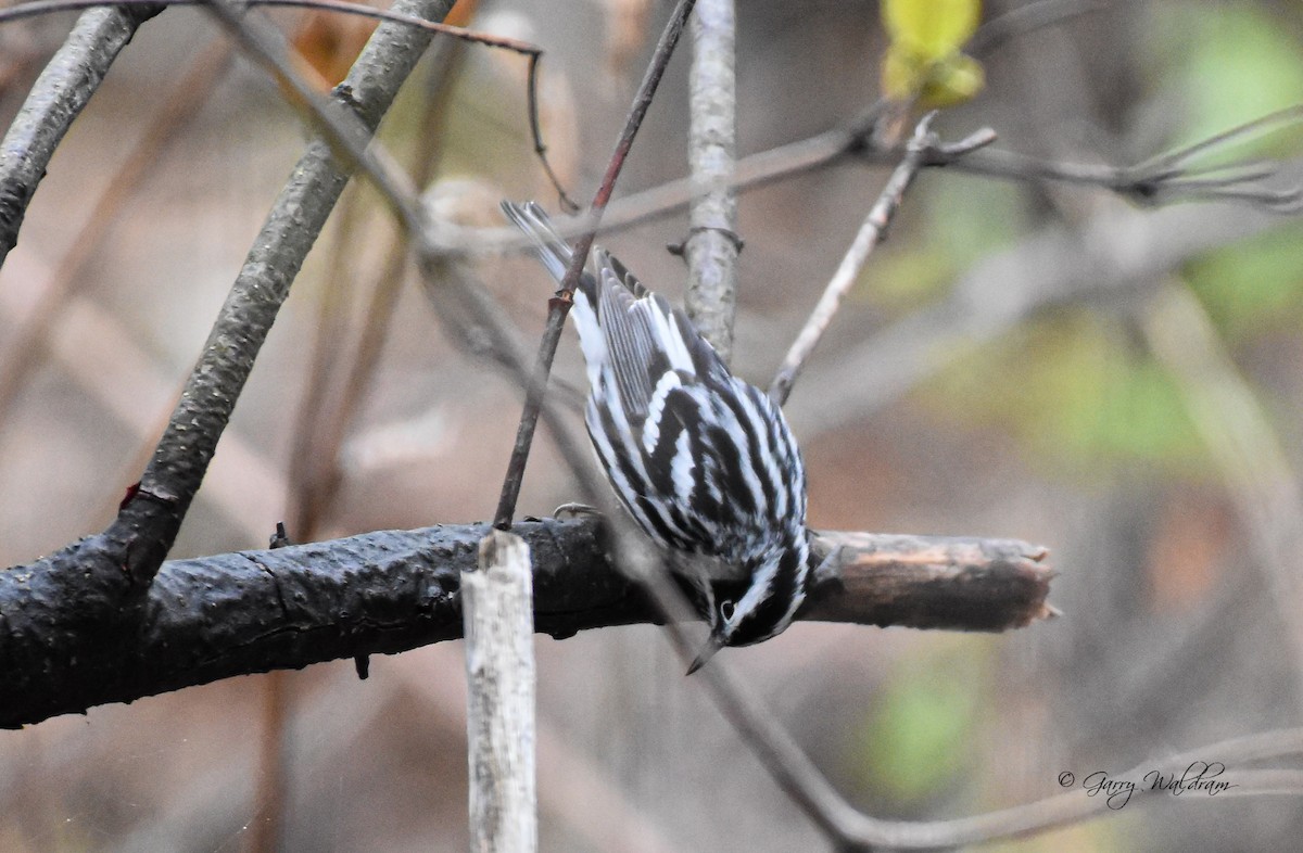 Black-and-white Warbler - ML618514162