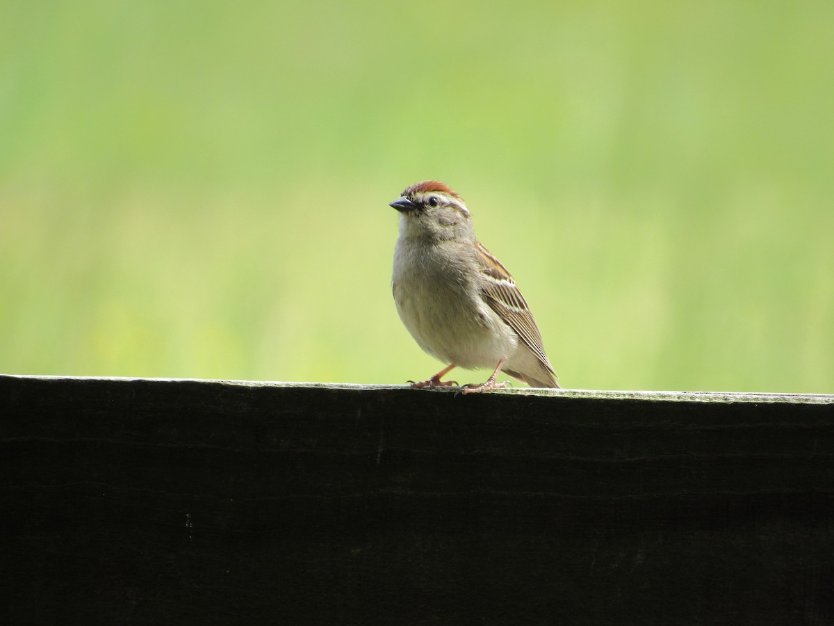 Chipping Sparrow - ML618514164