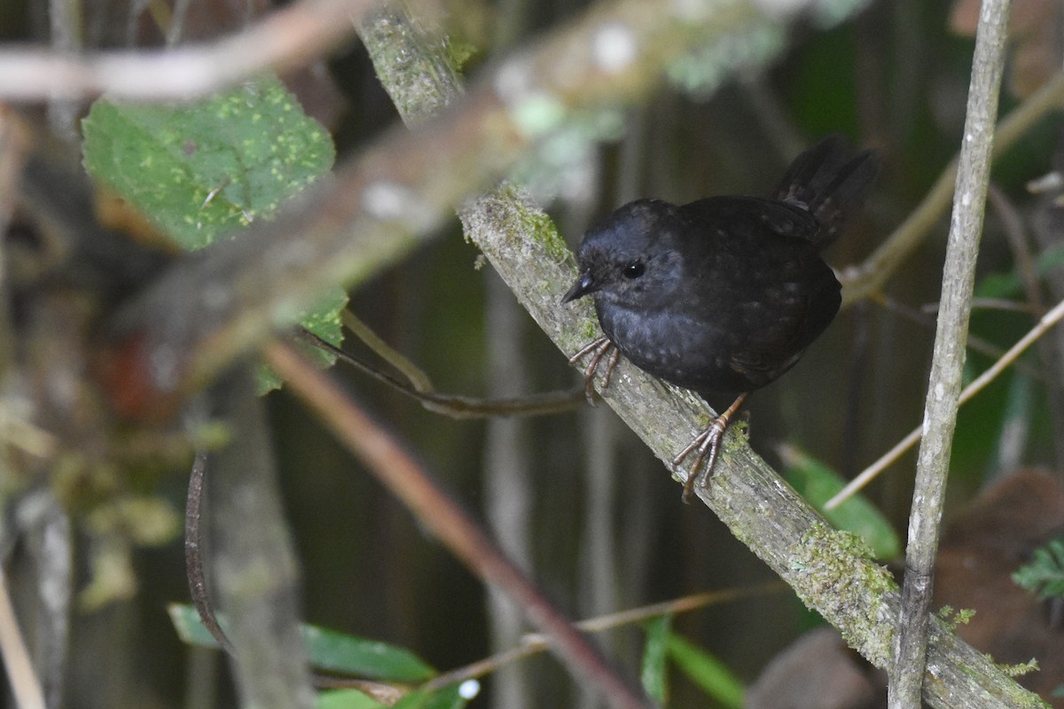 Brown-rumped Tapaculo - ML618514172