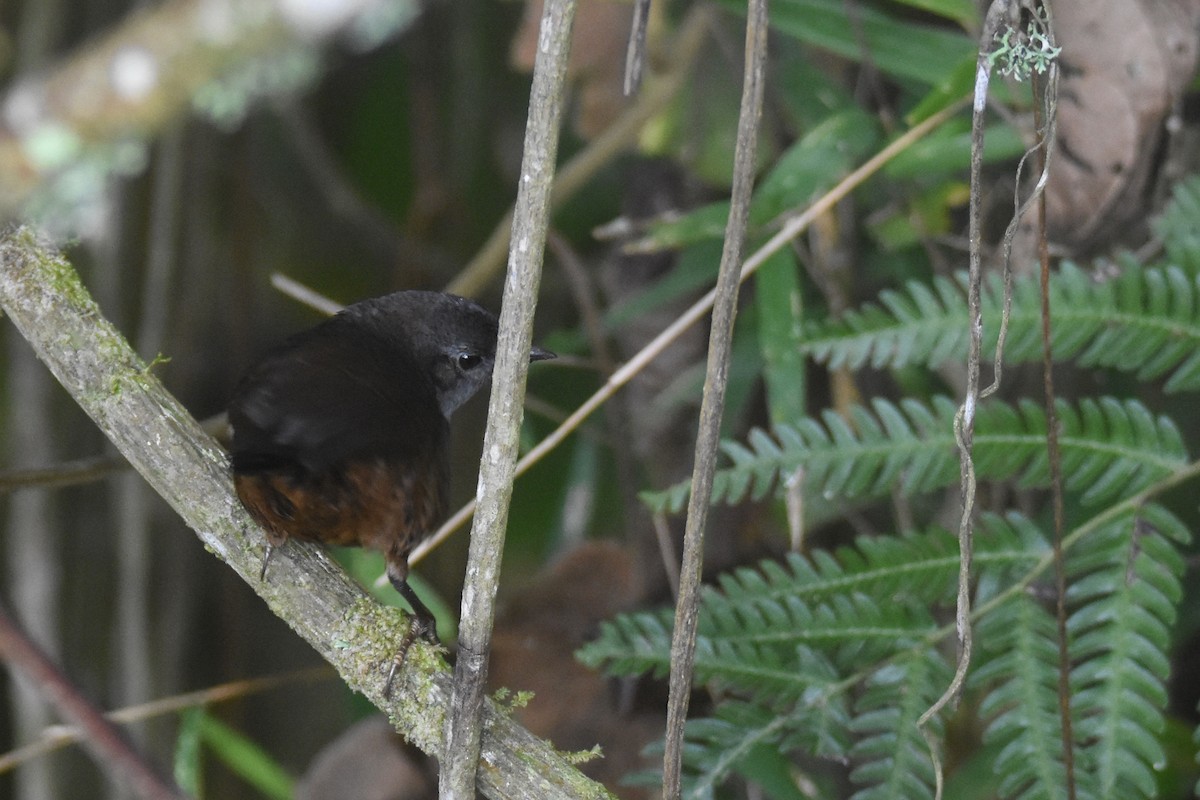 Brown-rumped Tapaculo - ML618514173