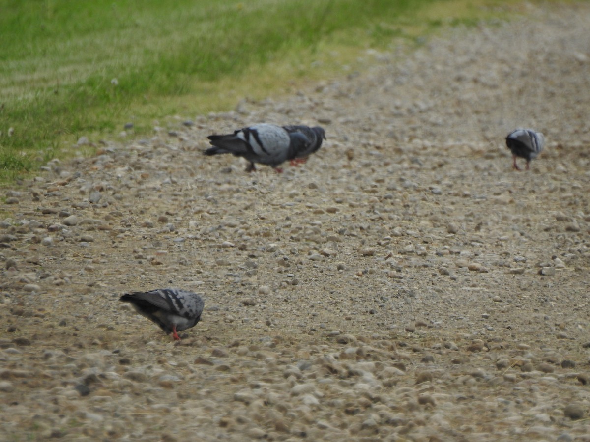 Rock Pigeon (Feral Pigeon) - ML618514178