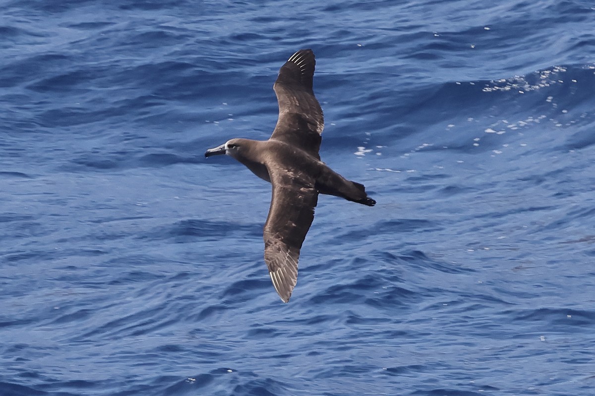 Albatros à pieds noirs - ML618514184
