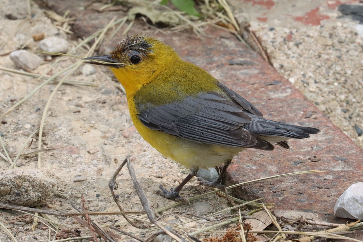 Prothonotary Warbler - ML618514186