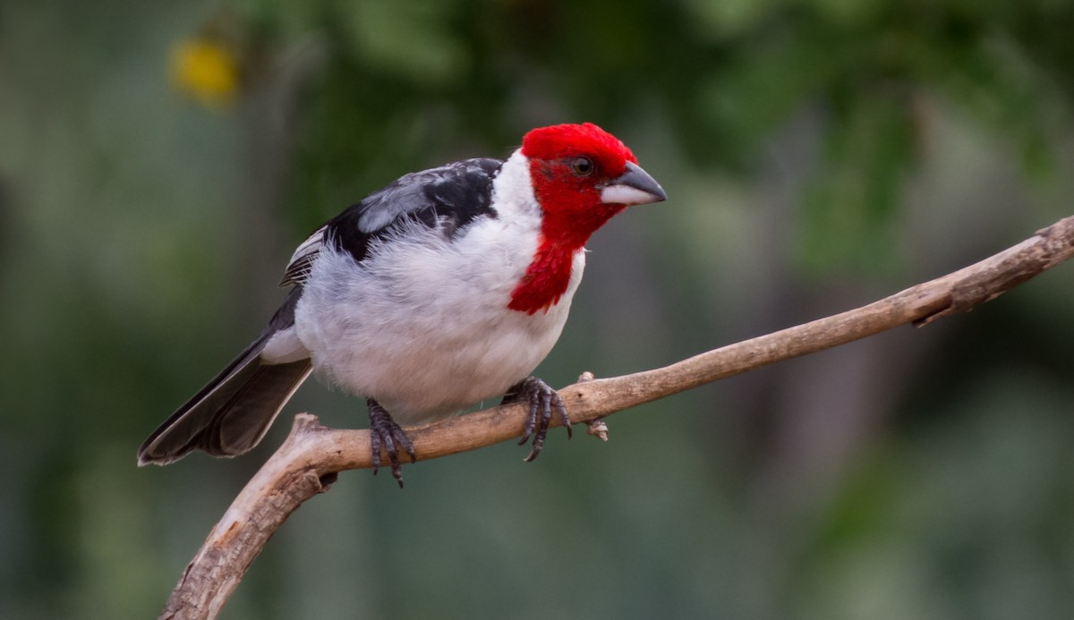 Red-cowled Cardinal - ML618514190